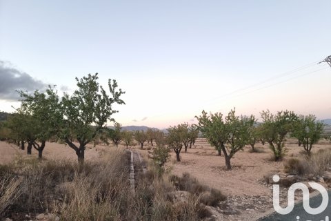 Terreno a Salinas, Alicante, Spagna 21460 mq. N° 185646