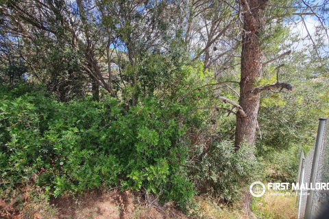 Parcela en venta en Costa D'en Blanes, Mallorca, España 812 m2 No. 173815 - foto 3