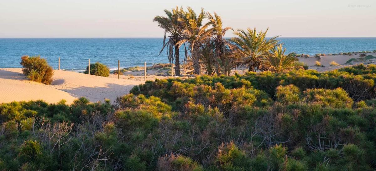 Apartment in Guardamar del Segura, Alicante, Spain 1 bedroom, 41 sq.m. No. 183750