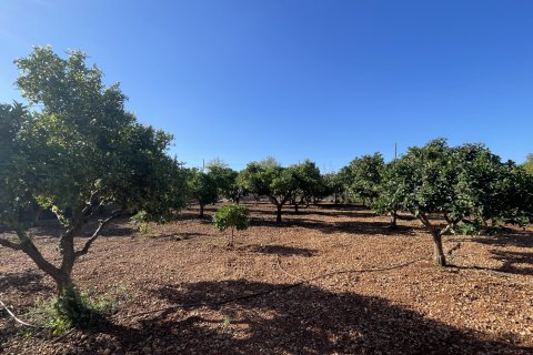 Finca myytävänä Palma de Majorca, Mallorca, Espanja, 2 makuuhuonetta, 115 m2 No. 137556 - kuva 13