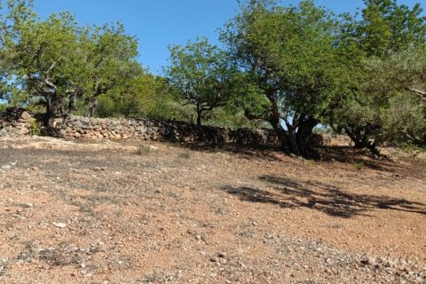 Land zum Verkauf in L'Ametlla de Mar, Tarragona, Spanien 34000 m2 Nr. 185610 - Foto 20