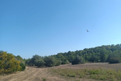 Land zum Verkauf in L'Ametlla de Mar, Tarragona, Spanien 34000 m2 Nr. 185610 - Foto 17