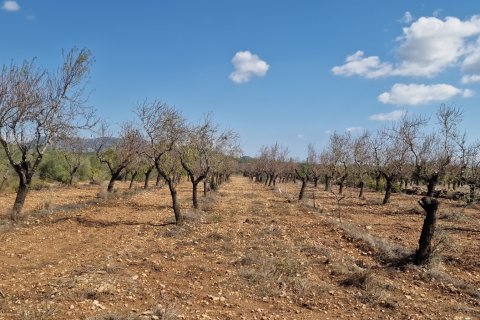 Tontti myytävänä L'Ametlla de Mar, Tarragona, Espanja , 11078 m2 No. 185612 - kuva 26