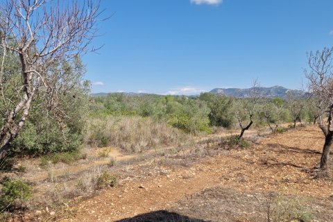 Tontti myytävänä L'Ametlla de Mar, Tarragona, Espanja , 11078 m2 No. 185612 - kuva 29