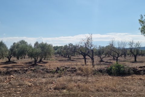 Tontti myytävänä L'Ametlla de Mar, Tarragona, Espanja , 11078 m2 No. 185612 - kuva 27