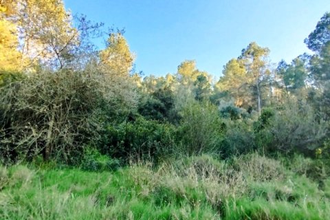 Продажа земельного участка в Джинестар, Таррагона, Испания 46313м2 №185942 - фото 14