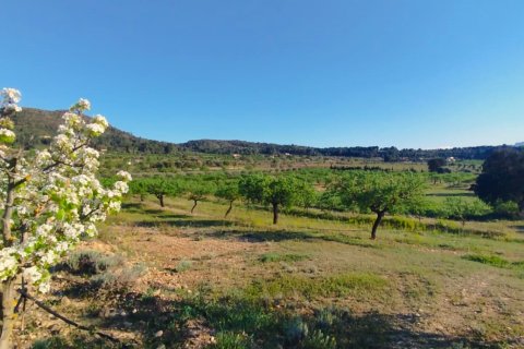 Продажа земельного участка в Джинестар, Таррагона, Испания 46313м2 №185942 - фото 7