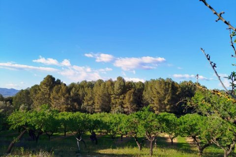 Продажа земельного участка в Джинестар, Таррагона, Испания 46313м2 №185942 - фото 3
