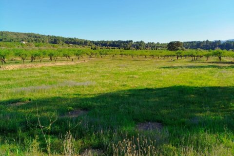Terreno a Ginestar, Tarragona, Spagna 46313 mq. N° 185942