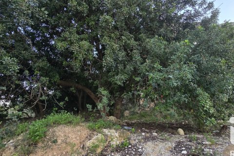 Land plot for sale in El Verger, Alicante, Spain 7695 sq.m. No. 185498 - photo 28