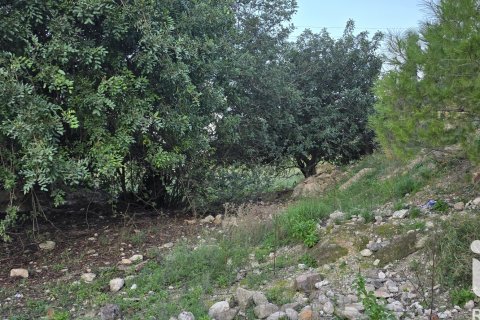 Land plot for sale in El Verger, Alicante, Spain 7695 sq.m. No. 185498 - photo 30