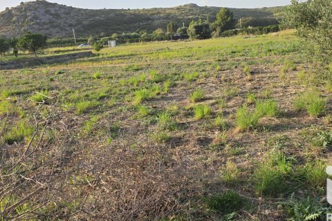 Land plot for sale in El Verger, Alicante, Spain 7695 sq.m. No. 185498 - photo 9