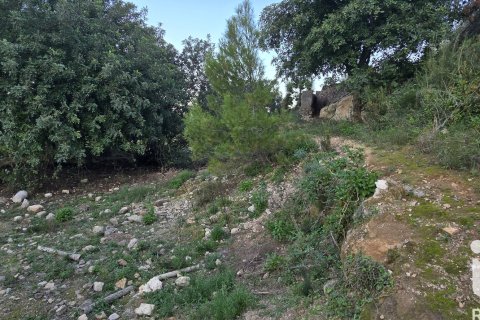 Land plot for sale in El Verger, Alicante, Spain 7695 sq.m. No. 185498 - photo 25
