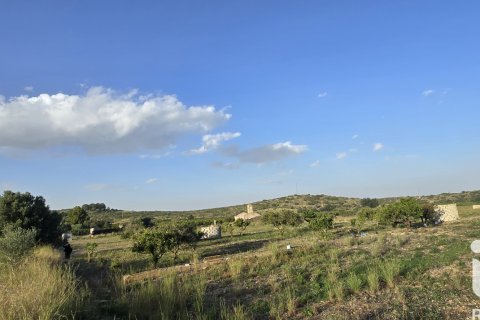 Land plot for sale in El Verger, Alicante, Spain 7695 sq.m. No. 185498 - photo 6