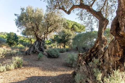 House à vendre à Sant Andreu de Llavaneres, Barcelona, Espagne, 5 chambres, 495 m2 No. 148860 - photo 21