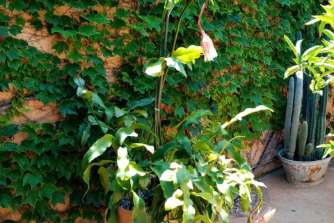 Dom w Busot, Alicante, Hiszpania 2 sypialnie, 177 mkw. nr 152536 – zdjęcie 5