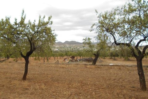 Продажа дома в Ория, Альмерия, Испания 7 спален, 280м2 №184141 - фото 10
