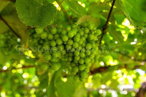 Продажа дома в Санхенхо, Понтеведра, Испания 4 спальни, 772м2 №160133 - фото 11