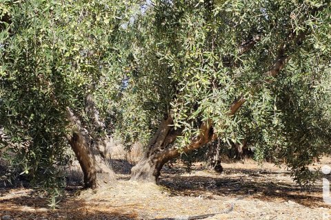 Commercial property for sale in Illar, Almeria, Spain No. 185563 - photo 28