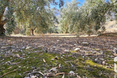 Commercial property for sale in Illar, Almeria, Spain No. 185563 - photo 6
