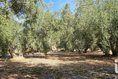 Commercial property for sale in Illar, Almeria, Spain No. 185563 - photo 27