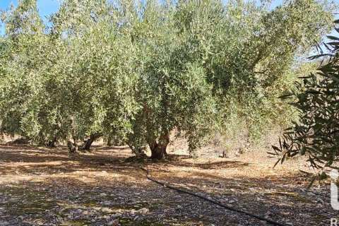 Commercial property for sale in Illar, Almeria, Spain No. 185563 - photo 7
