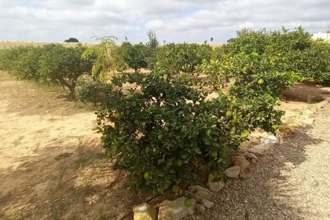 Finca à vendre San Javier, Murcia, Espagne, 3 chambres, 140 m2 No. 115371 - photo 16