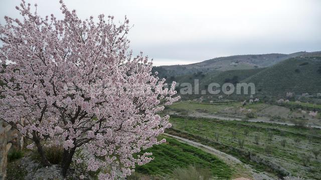 Propiedad comercial en Taberno, Almería, España 8 dormitorios, 380 m2 No. 77997