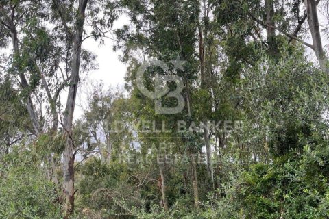 Land zum Verkauf in Sotogrande, Cadiz, Spanien 2000 m2 Nr. 159585 - Foto 18