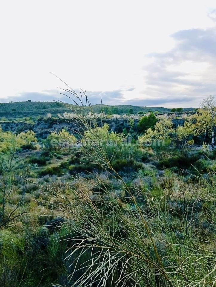 Land in Somontin, Almeria, Spanien 4 Schlafzimmer, 190 m2 Nr. 183988