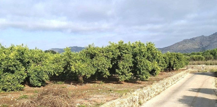 Terreno a Benidoleig, Alicante, Spagna 14230 mq. N° 152997