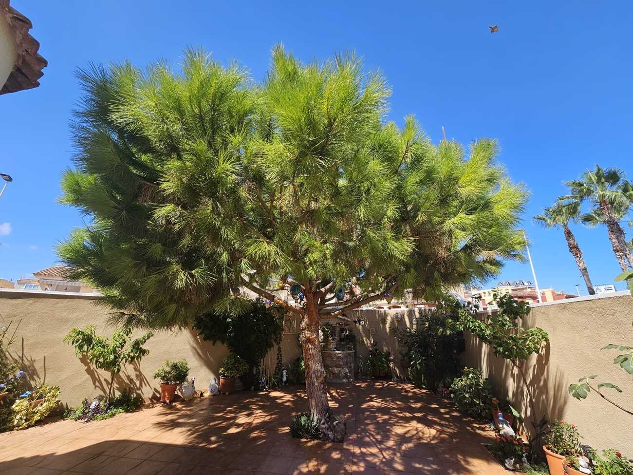 Villa a Torrevieja, Alicante, Spagna 3 camere da letto, 74 mq. N° 137893
