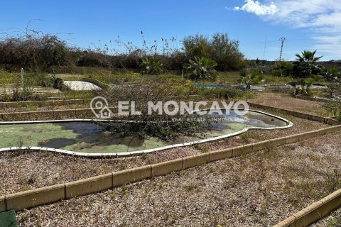 Commercial property for sale in Guardamar del Segura, Alicante, Spain No. 149076 - photo 25