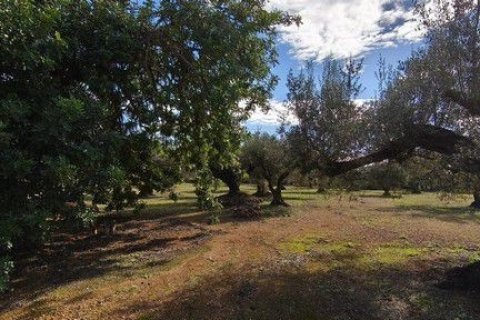Land zum Verkauf in Roquetes, Tarragona, Spanien 34000 m2 Nr. 185208 - Foto 6
