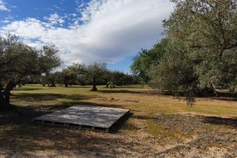 Land zum Verkauf in Roquetes, Tarragona, Spanien 34000 m2 Nr. 185208 - Foto 7