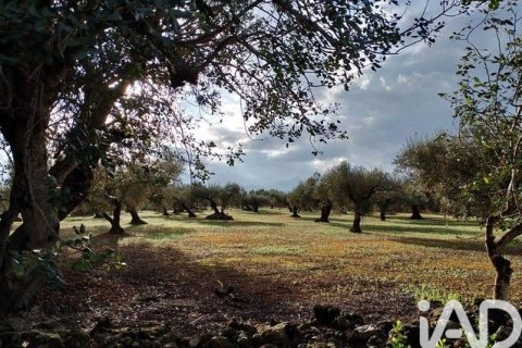 Land zum Verkauf in Roquetes, Tarragona, Spanien 34000 m2 Nr. 185208 - Foto 10