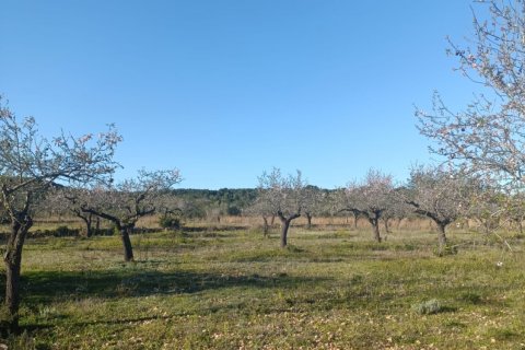 Terreno a El Perello, Tarragona, Spagna 4739 mq. N° 185209