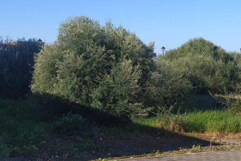 Land plot à vendre à Sanlucar de Barrameda, Cadiz, Espagne, 802 m2 No. 185211 - photo 9