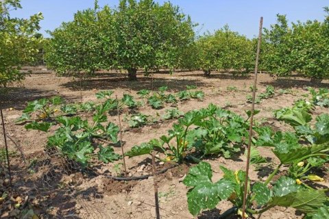 Finca in vendita a San Miguel de Salinas, Alicante, Spagna 6 camere da letto, 300 mq. N° 144782 - foto 22