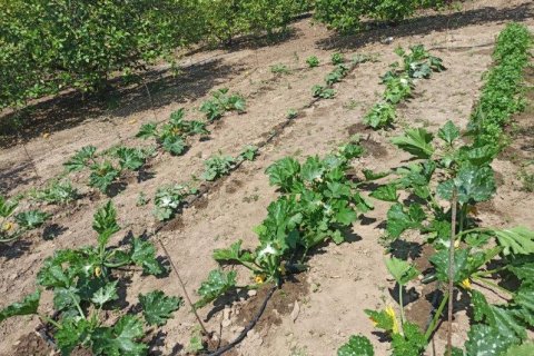 Finca in vendita a San Miguel de Salinas, Alicante, Spagna 6 camere da letto, 300 mq. N° 144782 - foto 23