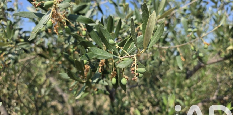 Parcela en Cehegín, Murcia, España 10087 m2 No. 188307