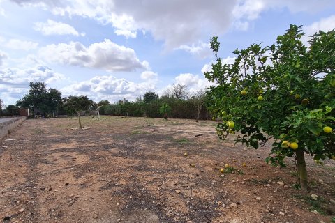 Finca in vendita Llucmajor, Mallorca, Spagna 3 camere da letto, 80 mq. N° 138708 - foto 12