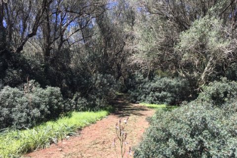 Land plot for sale Felanitx, Mallorca, Spain 1 bedroom, 61150 sq.m. No. 111892 - photo 4