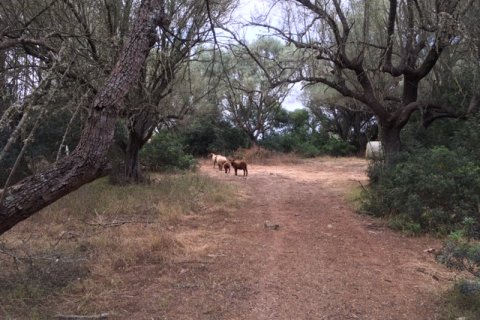 Land plot for sale Felanitx, Mallorca, Spain 1 bedroom, 61150 sq.m. No. 111892 - photo 7