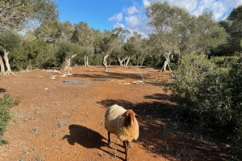 Land plot for sale Felanitx, Mallorca, Spain 1 bedroom, 61150 sq.m. No. 111892 - photo 9