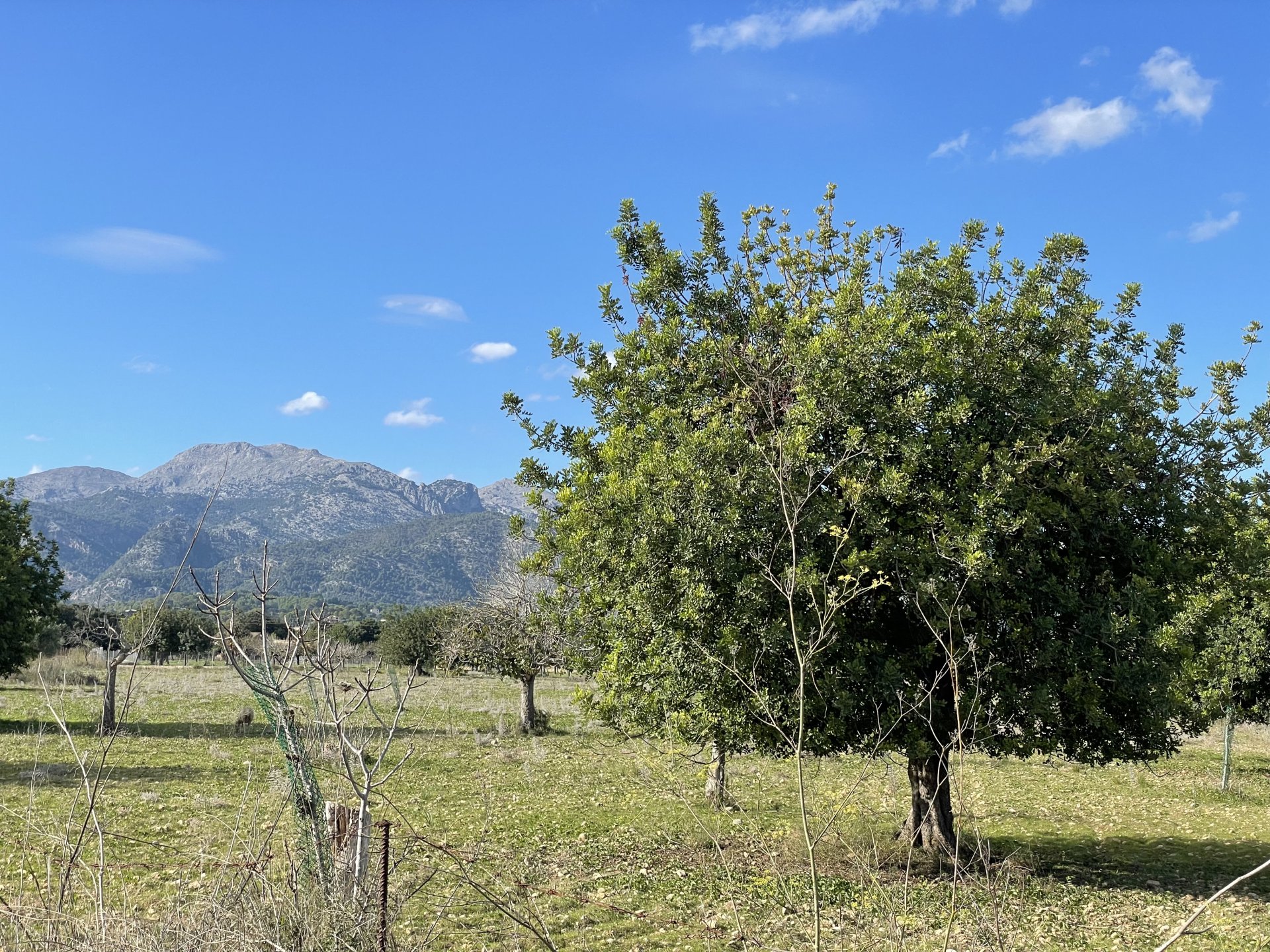 Land plot à Moscari, Mallorca, Espagne 4 chambres, 17200 m2 No. 147486