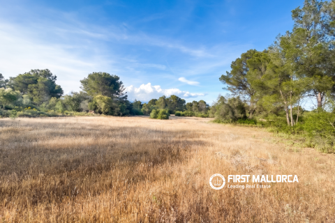 Land plot for sale in Algaida, Mallorca, Spain 25600 sq.m. No. 167952 - photo 6