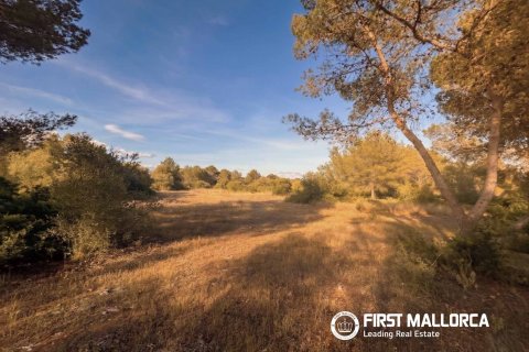 Działka w Algaida, Mallorca, Hiszpania 25600 mkw. nr 167952 – zdjęcie 4