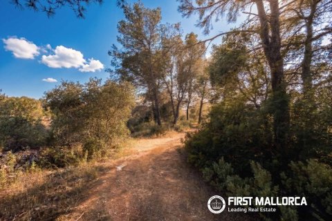 Land plot à Algaida, Mallorca, Espagne 25600 m2 No. 167952