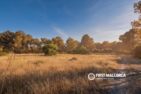 Land plot for sale in Algaida, Mallorca, Spain 25600 sq.m. No. 167952 - photo 4